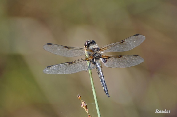 Vierfleck-Libelle (Libellula quadrimaculata)